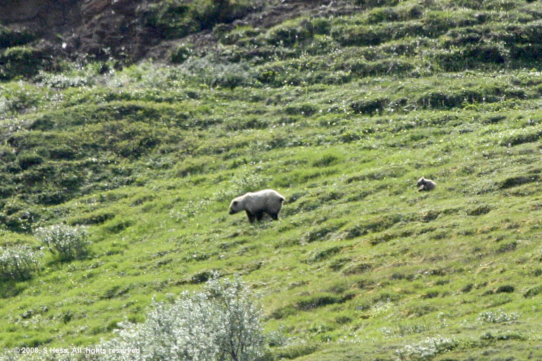 Grizzly sow and cub
